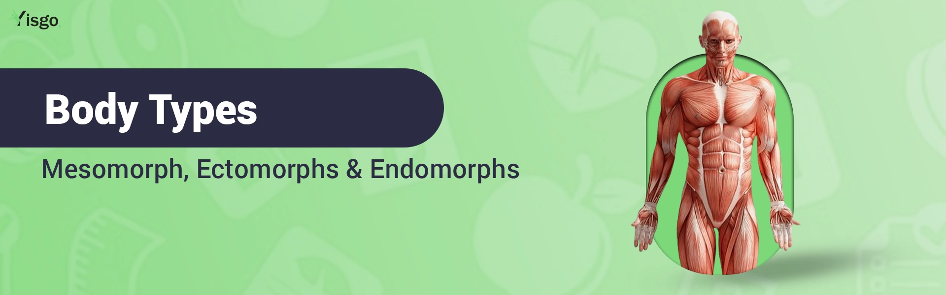 Body Types: Mesomorph, Ectomorph and Endomorph Differences Explained